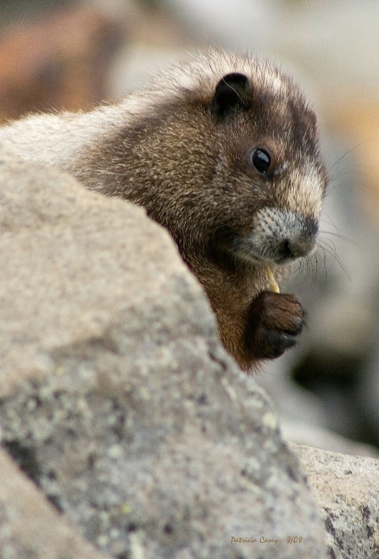 Snacking Marmot - Pinnacle Pk Trl - ID: 6869093 © Patricia A. Casey
