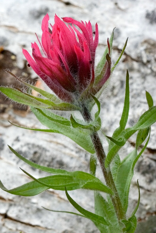 Magenta Indian Paintbrush with Bark II - ID: 6869436 © Patricia A. Casey