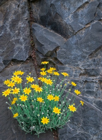 Gorge Flowers