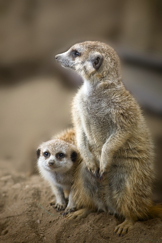 Mother and Child: Meerkats