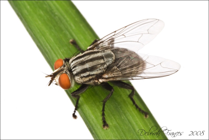 Pesky Fly