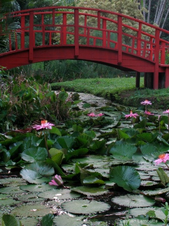 Water lilies bridge- Polarized