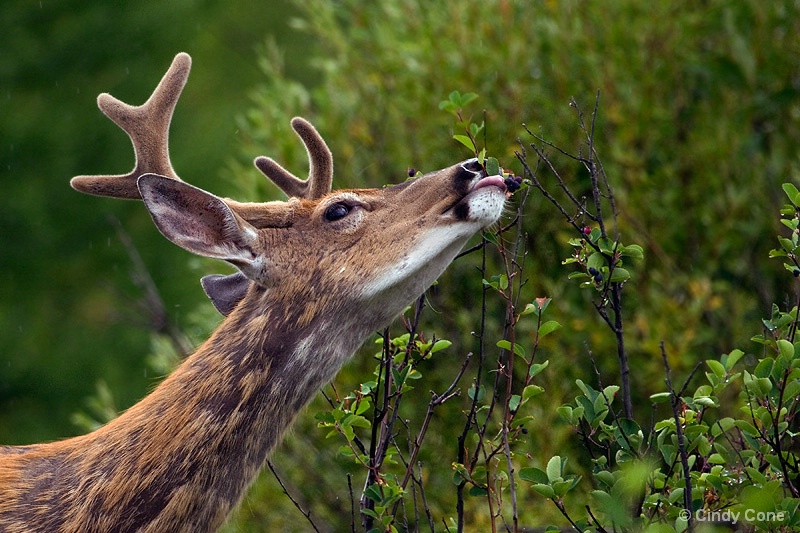 Deer in the Huckleberries