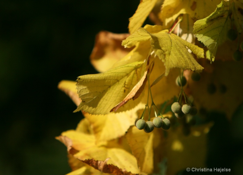 ~ The lovers sat under a linden tree ~