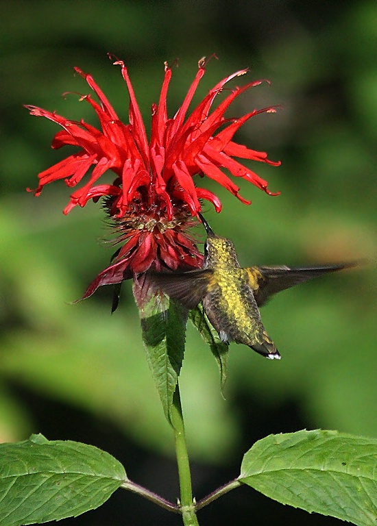 Hummer in the Red