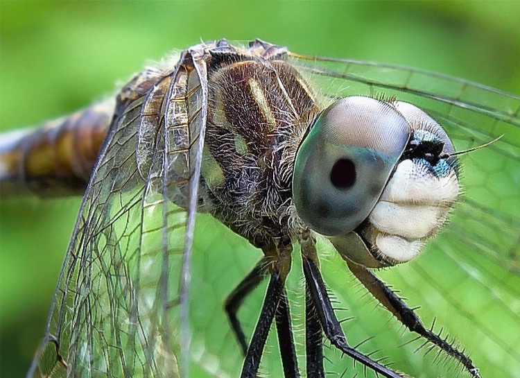 Summer Days and Dragonflies - ID: 6876171 © Laurie Daily