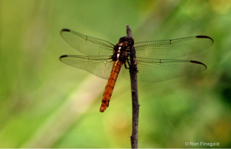 Dragonfly - ID: 6876648 © Ronald Finegold