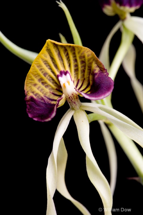 Encyclia cochleata 02 - ID: 6878703 © William Dow