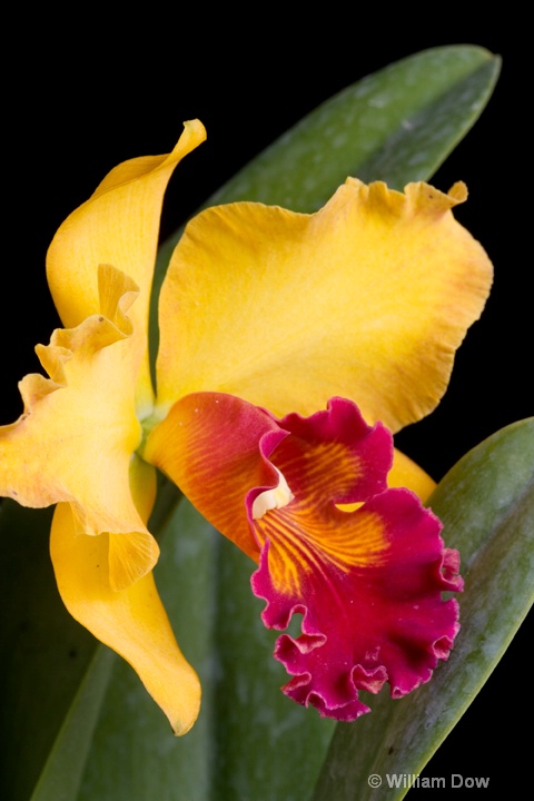Mary Ellen Carter Dixie Hummingbird 02 - ID: 6878706 © William Dow