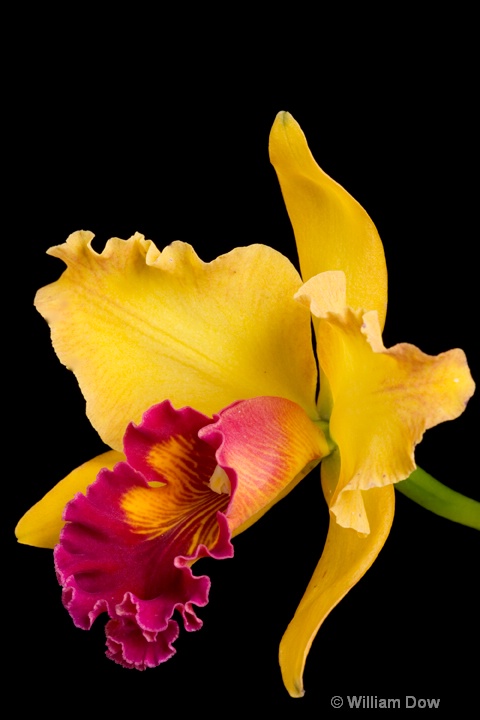 Mary Ellen Carter Dixie Hummingbird 01 - ID: 6878710 © William Dow