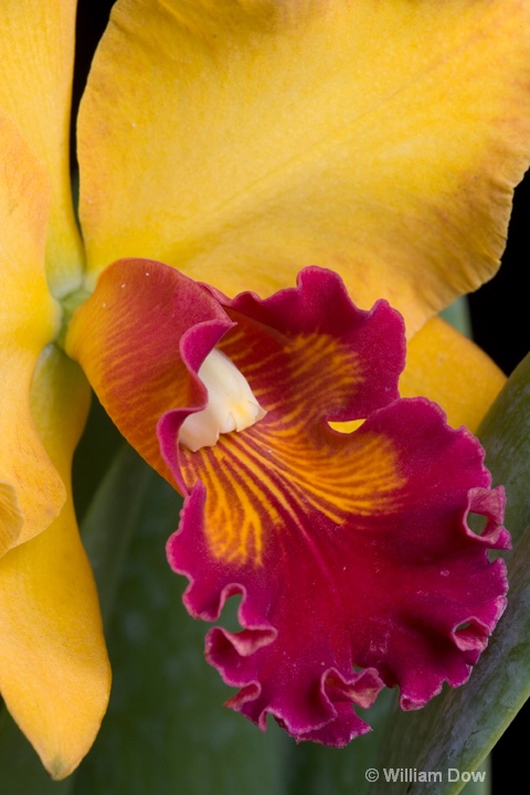 Mary Ellen Carter Dixie Hummingbird' 02 - ID: 6878712 © William Dow