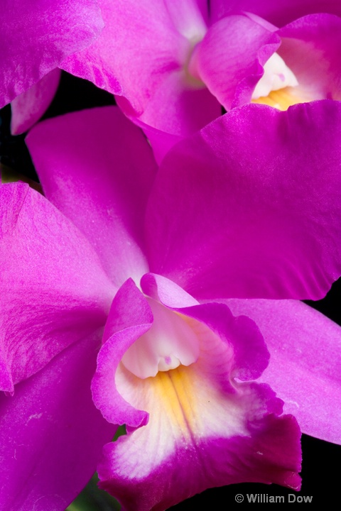 LC Secret Love 'Passions Chaos' - ID: 6878716 © William Dow