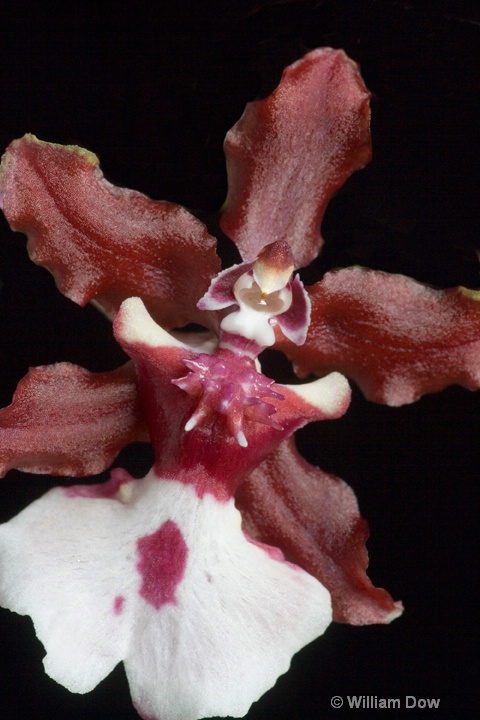 Onc. Sharrybaby 'Sweet Fragrance' - ID: 6878718 © William Dow