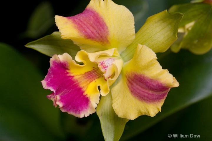 Pot. Burana Beauty 01 - ID: 6878720 © William Dow