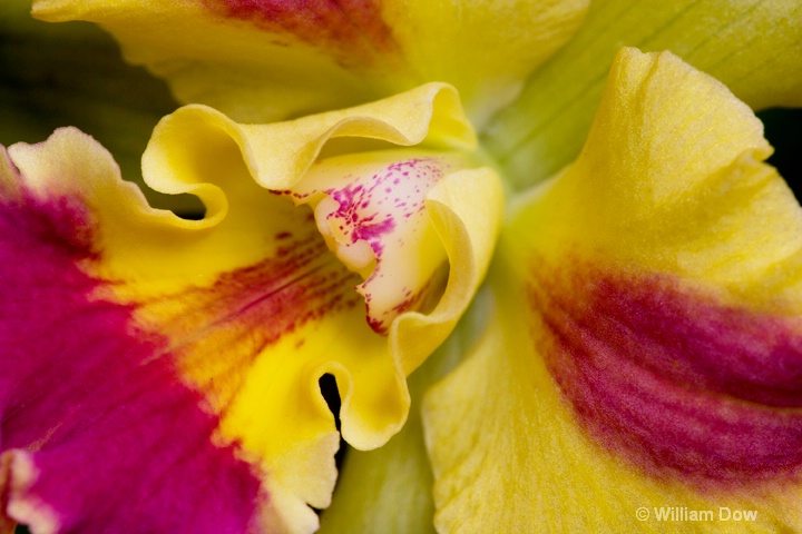 Pot. Burana Beauty 02 - ID: 6878721 © William Dow