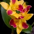 © William Dow PhotoID # 6878722: Pot. Burana Beauty 03