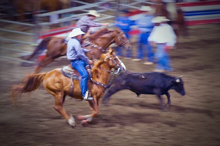 Steer Wrestling