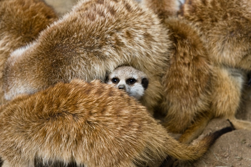 Meerkat heater blanket