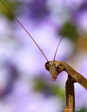 Praying Mantis Portrait