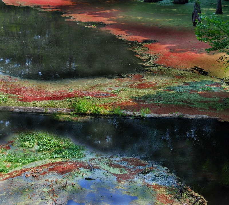 The Colorful Algae Of Bayou Desiard This Year