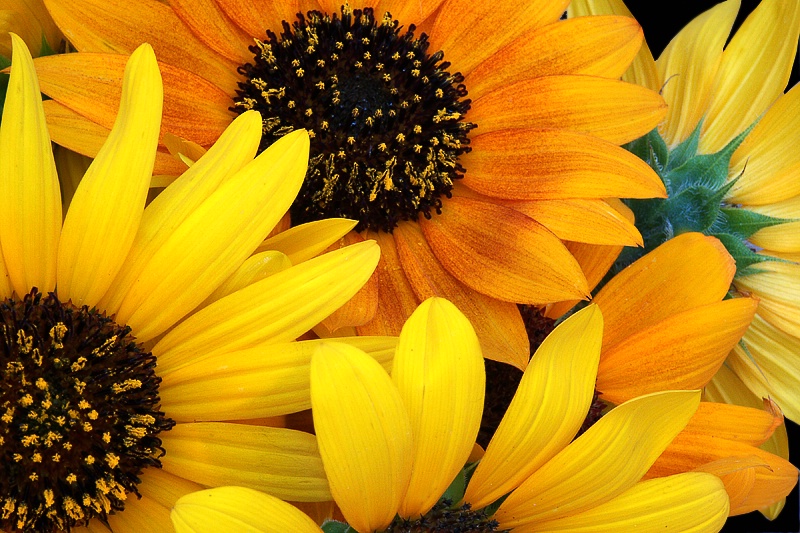 September Sunflowers