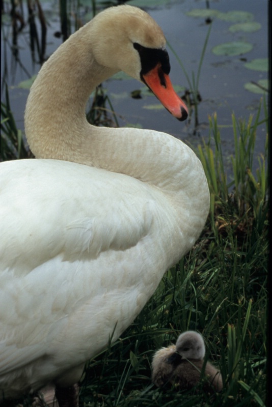 Mother and Cygnet #1