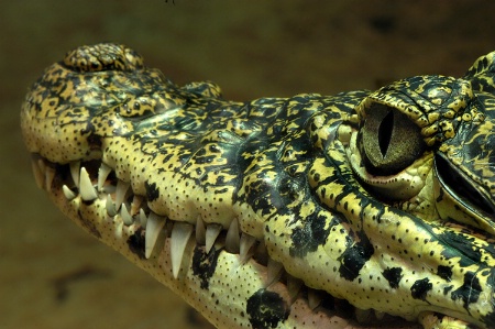 Crocodile Smile