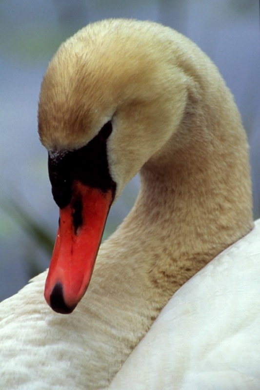 Swan Series, Blessing