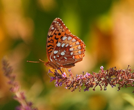 Colourful wings