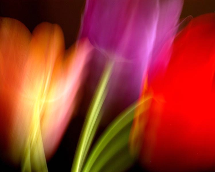 dancing tulips - ID: 6885550 © Earl H. English