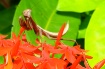 Tropical Predator