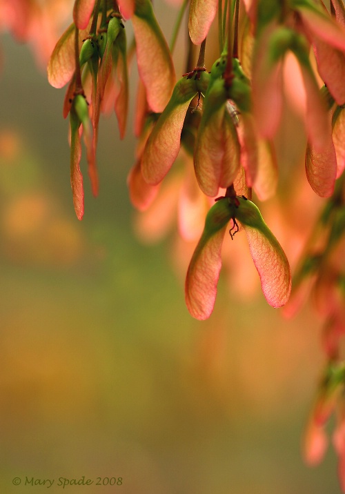 MAPLE  SEEDS