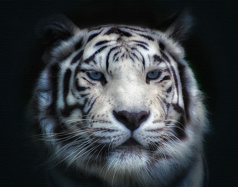Face to Face with a White Tiger
