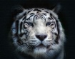 Face to Face with...