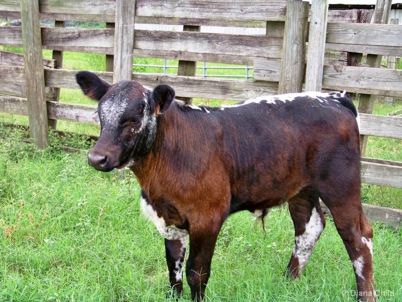 Sir Loin De Boeuf