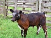 Sir Loin De Boeuf