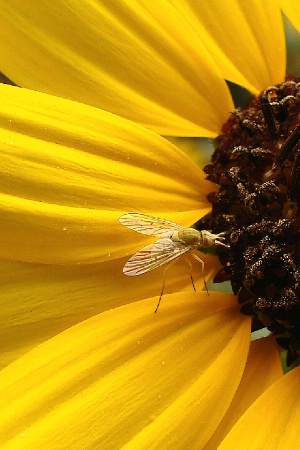 Tiny Visitor