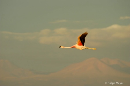 Flamenco volando sobre el Salar de Atacama Fluing 