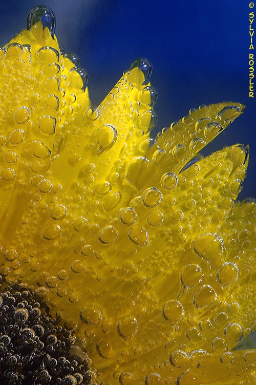 sparkling sunflower