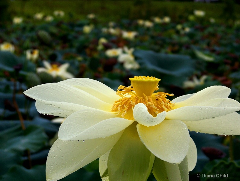 Lotus Field