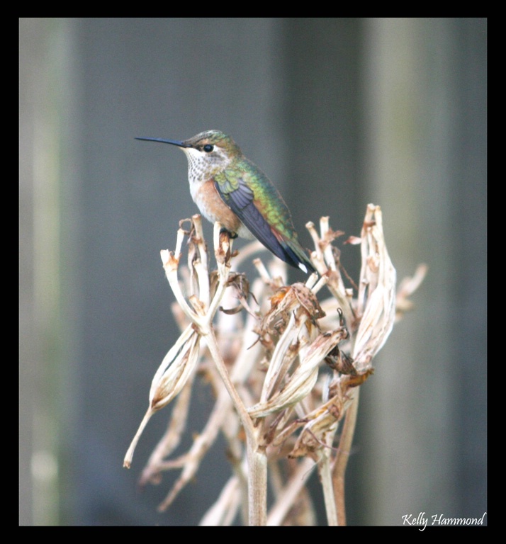 Backyard Hummingbird