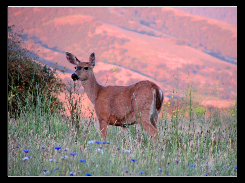 Ashland Deer