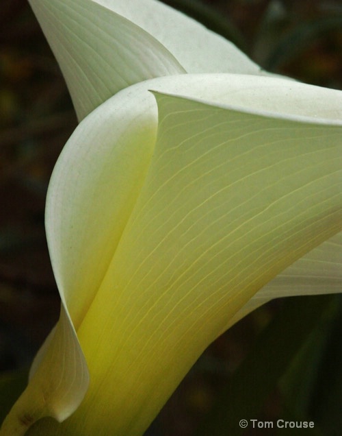 Calla Lilly