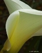 Calla Lilly