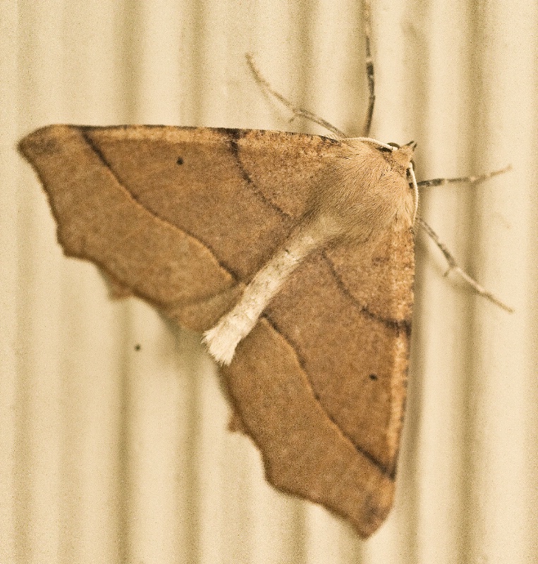 Mr. Moth - ID: 6894598 © Susan M. Reynolds