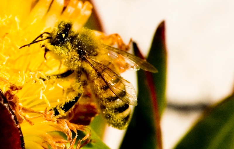 Honey Bee - ID: 6894895 © Susan M. Reynolds