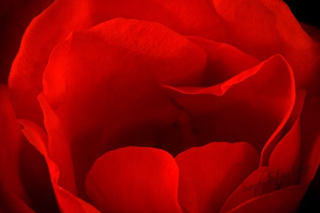 Red, Red Rose