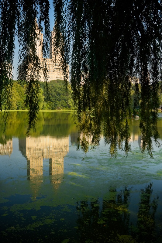 Weeping Reflections
