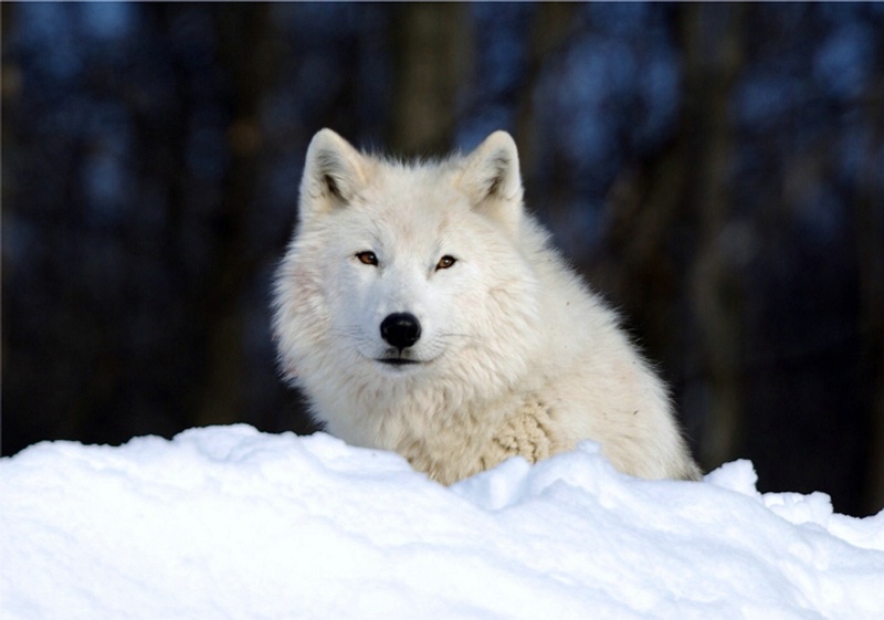 Arctic Wolf