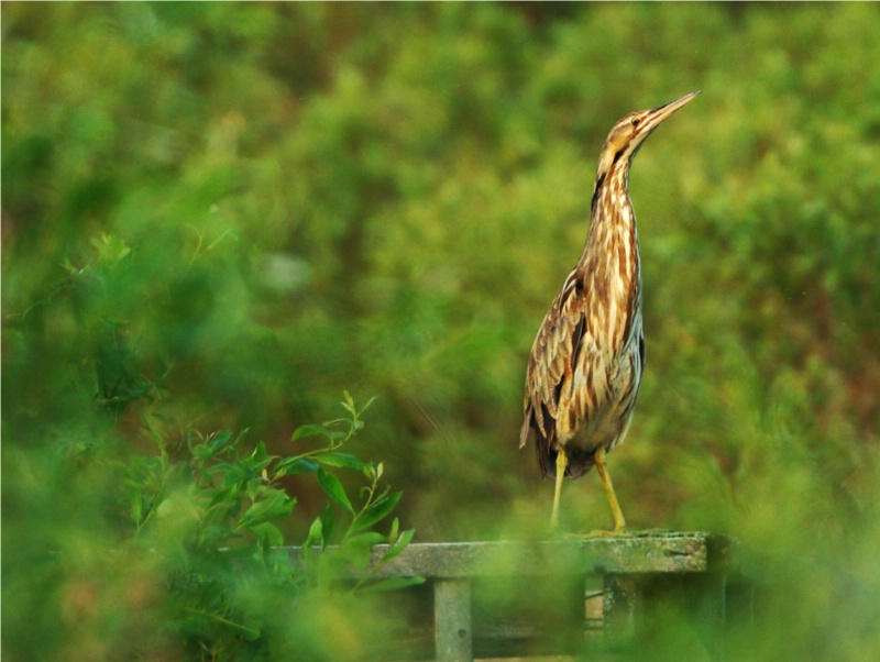 American Bittern